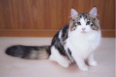 成約済の愛知県のノルウェージャンフォレストキャット-95371の3枚目